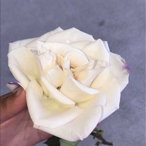 Meet your Posher, Jasmine