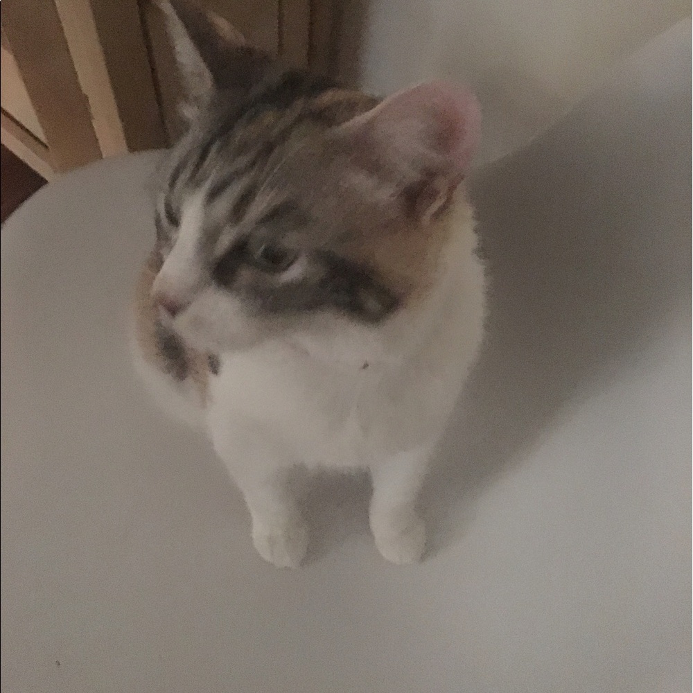 Meet your Posher, Mireya