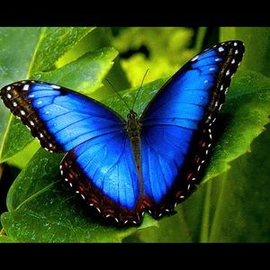 Meet your Posher, Ceria