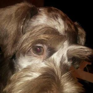 Meet your Posher, Shellie