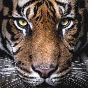 Meet your Posher, Randall