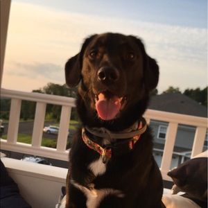 Meet your Posher, Abby