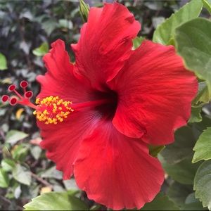 Meet your Posher, Lonise