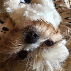 Meet your Posher, Cynthia