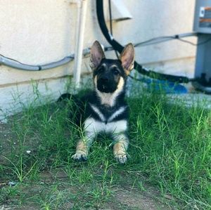 Meet your Posher, Perla