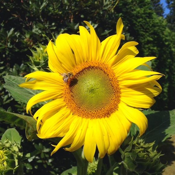 Meet your Posher, Sandra - Picture 1 of 1