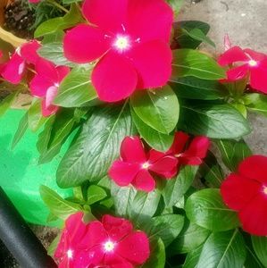 Meet your Posher, Aerial