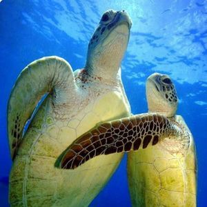 Meet your Posher, Roxanne