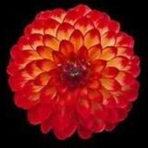 Meet your Posher, Lissa