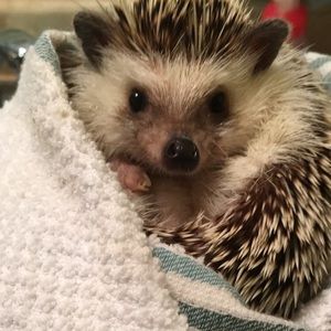 Meet your Posher, Ravyn