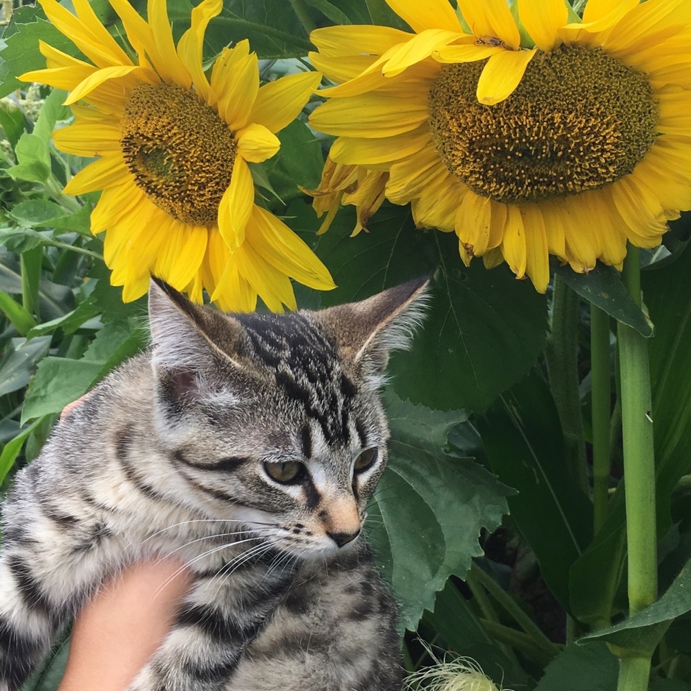 Meet your Posher, Julia