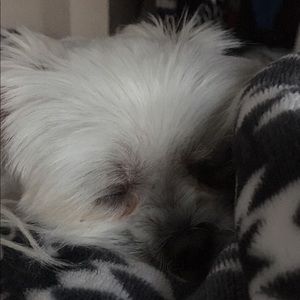 Meet your Posher, Olive