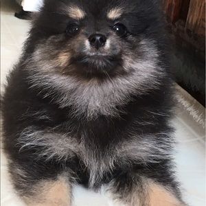 Meet your Posher, Mee