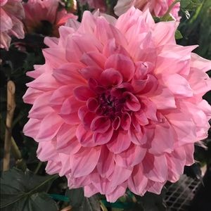 Meet your Posher, Hailey