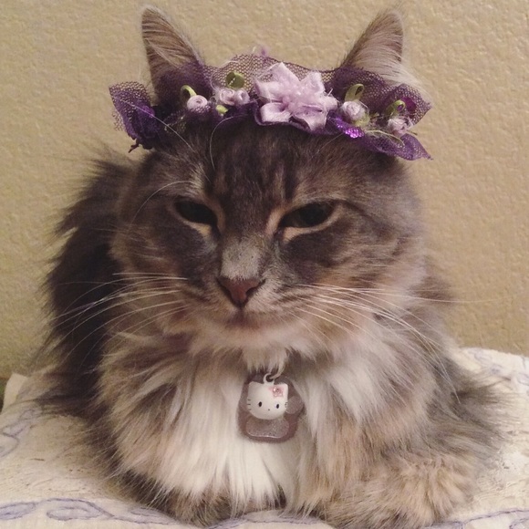 Meet your Posher, Y - Picture 1 of 4