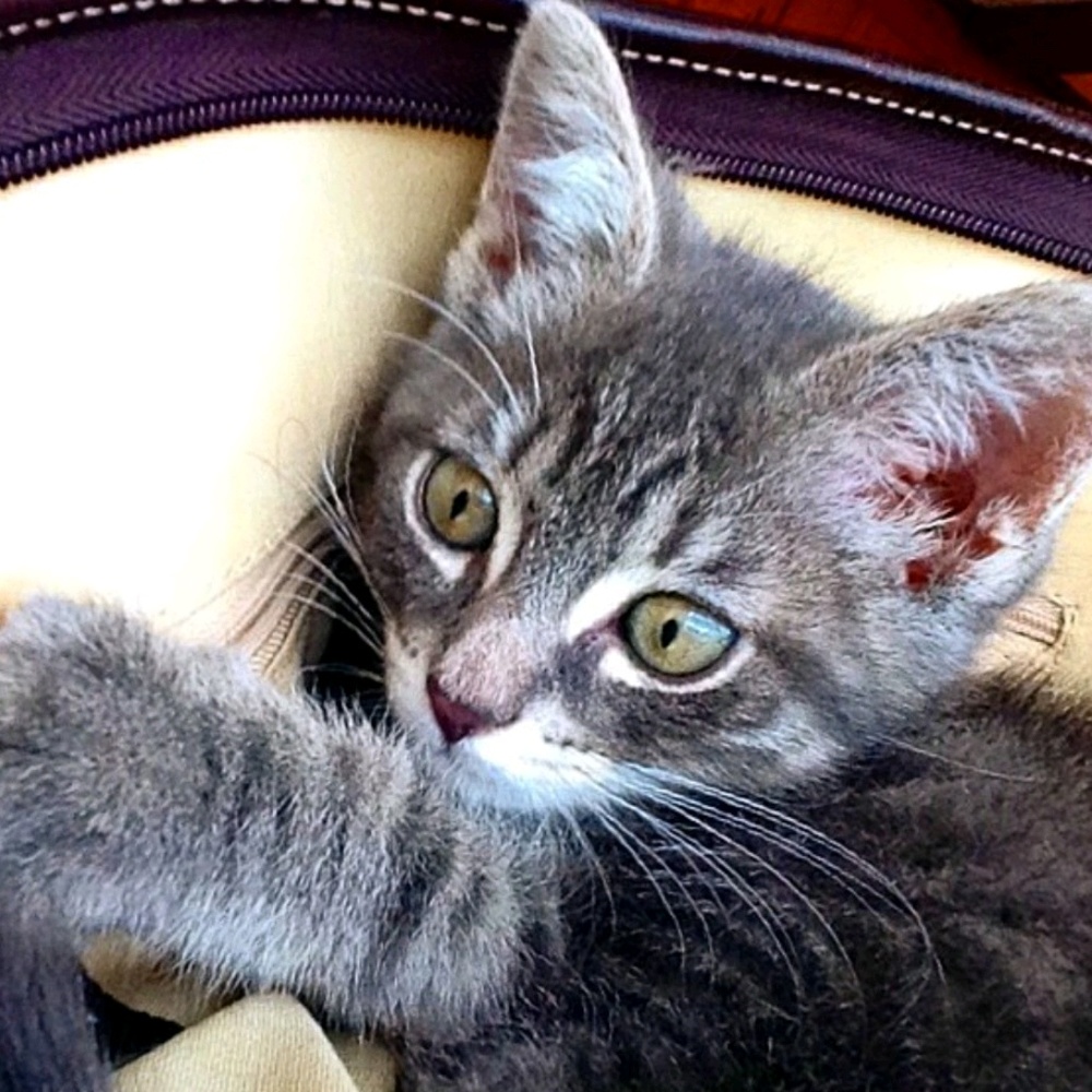 Meet your Posher, Sophie