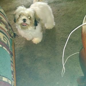 Meet your Posher, Sylvia