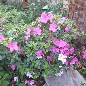 Meet your Posher, Carolyn