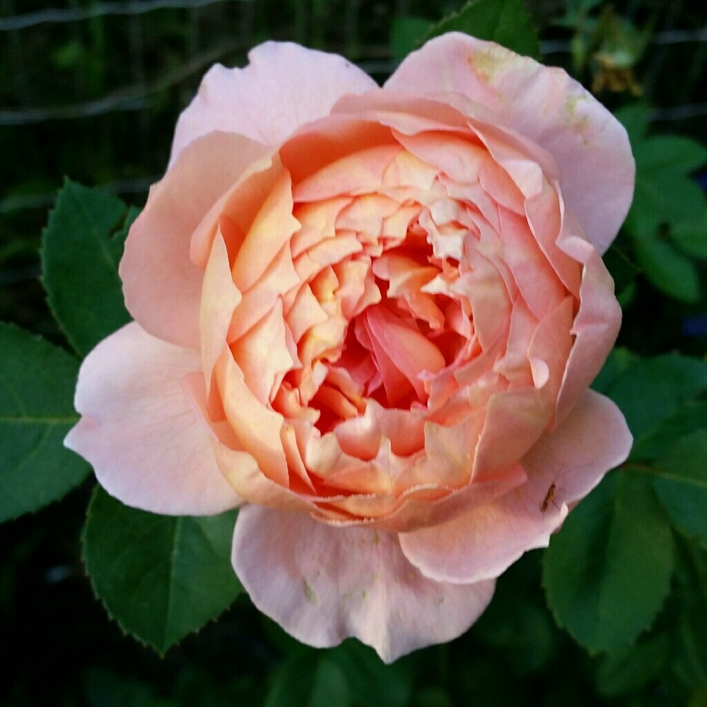 Meet your Posher, Laina