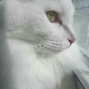 Meet your Posher, Nikki