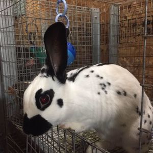 Meet your Posher, Mel