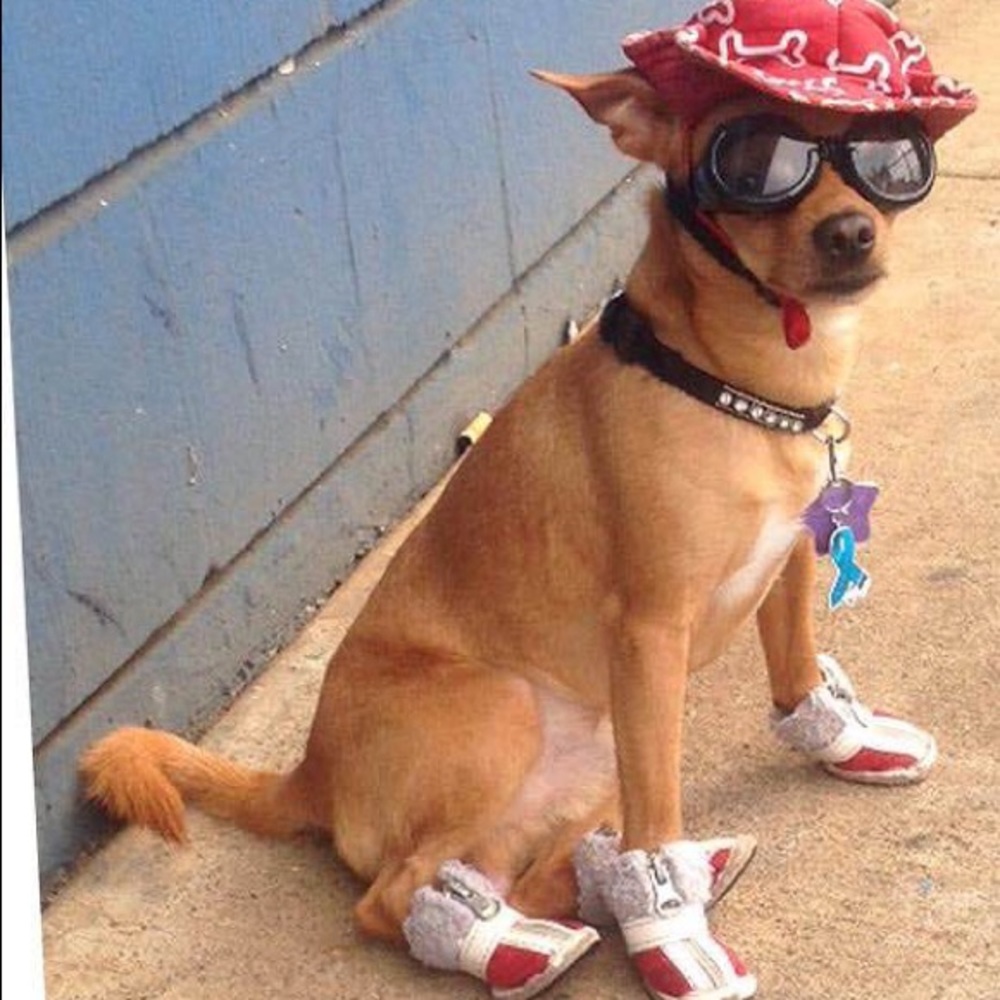 Meet your Posher, Nina