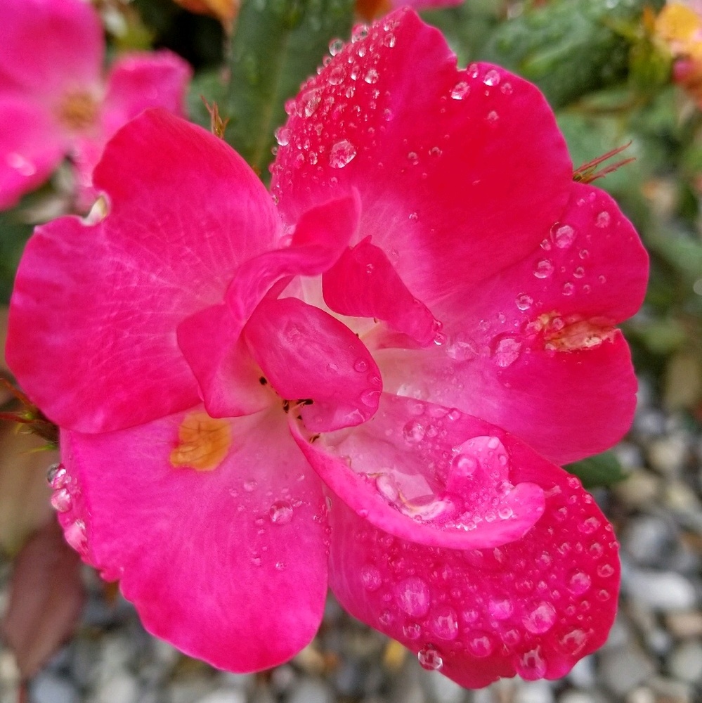 Meet your Posher, Jasmine