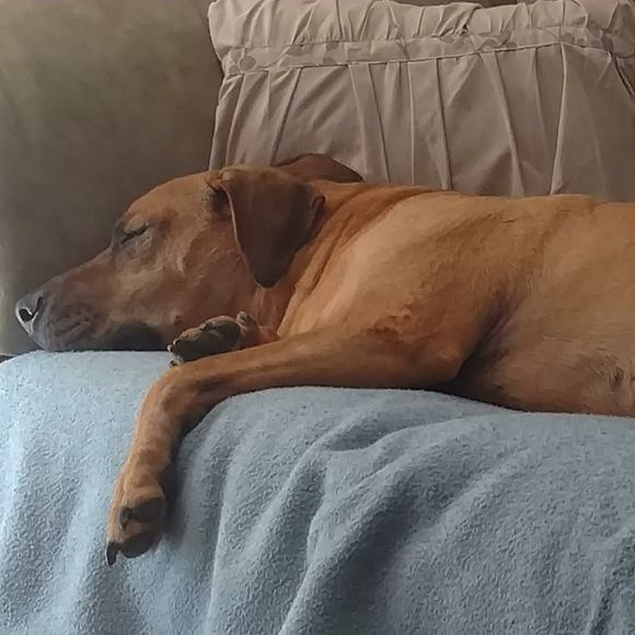 Meet your Posher, Gina - Picture 2 of 2