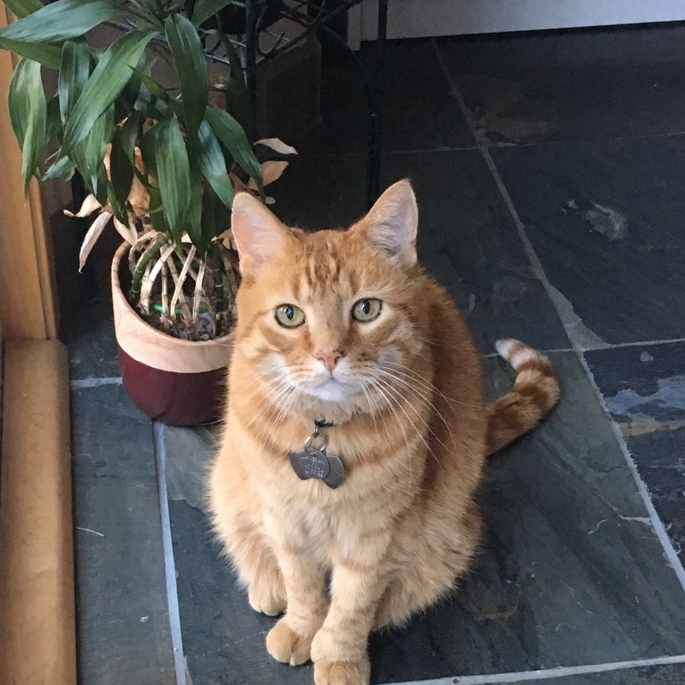 Meet your Posher, Kim