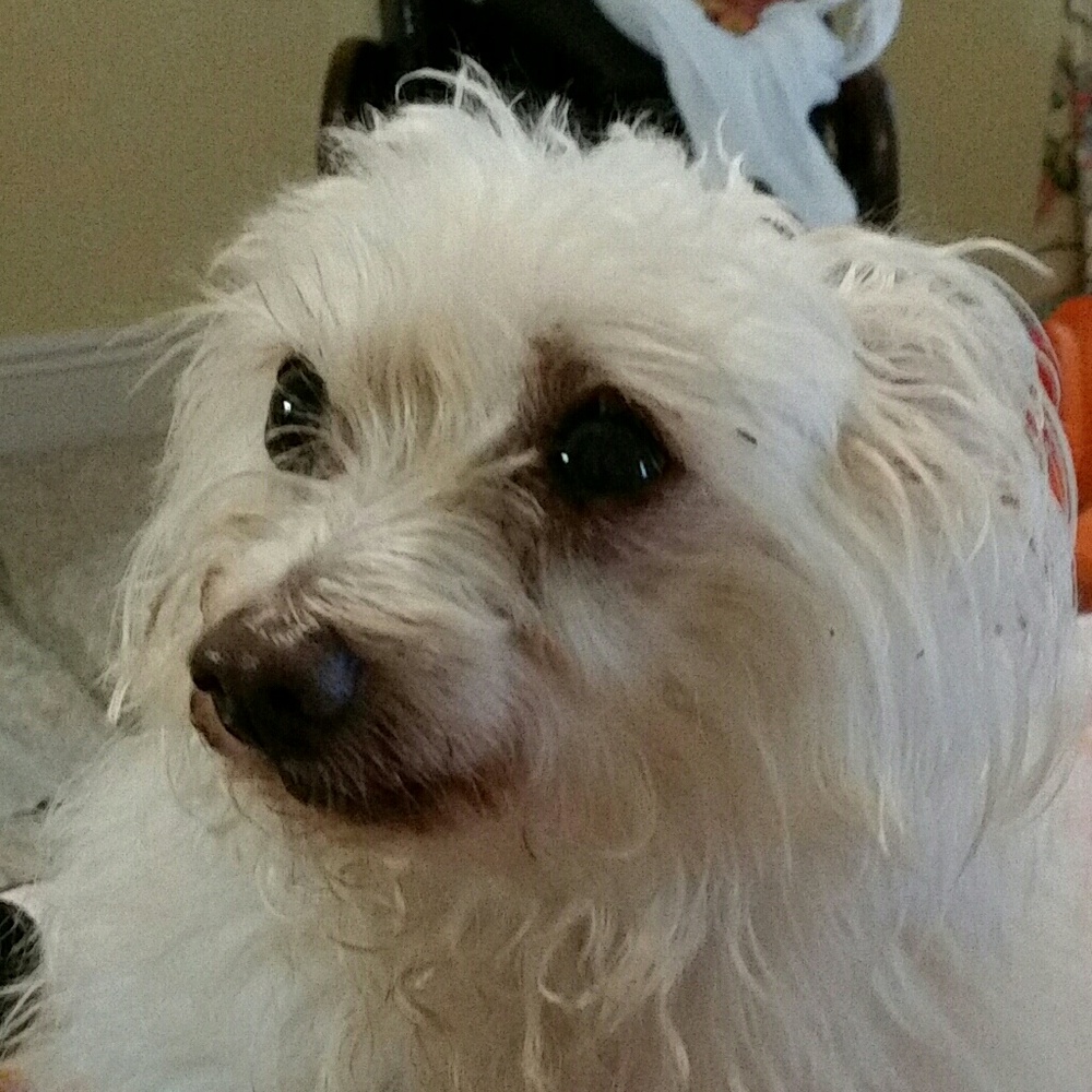 Meet your Posher, Maya