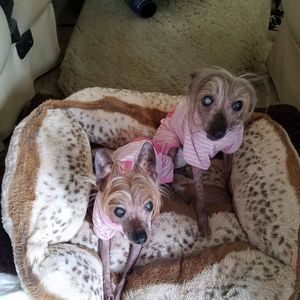 Meet your Posher, Carol