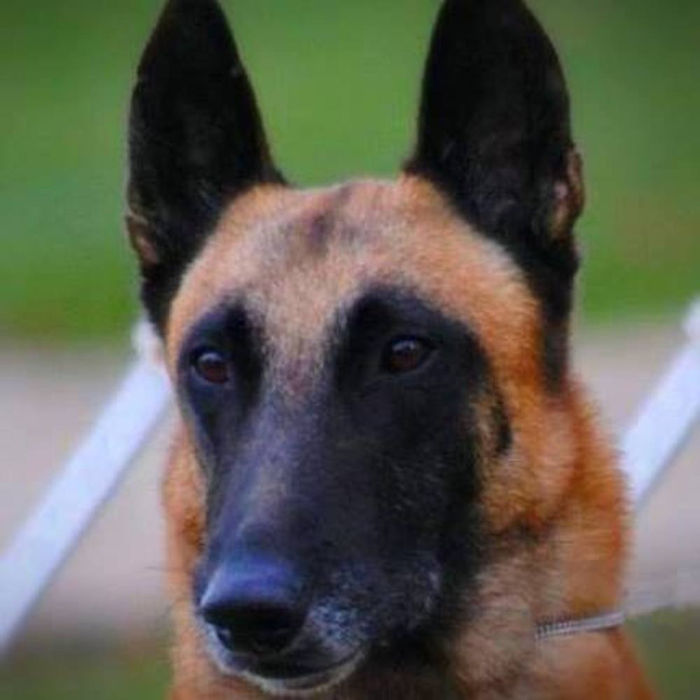 Meet your Posher, Susan