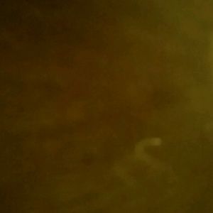 Meet your Posher, Deisy