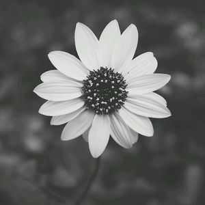 Meet your Posher, Alison