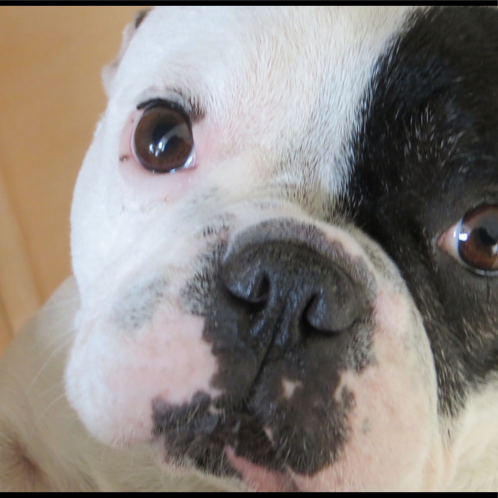 Meet your Posher, Shannon