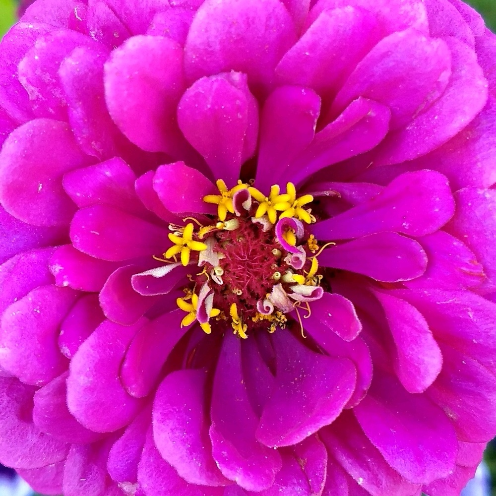 Meet your Posher, Allison