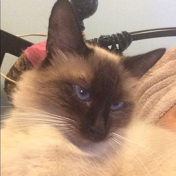 Meet your Posher, Kellie - Picture 4 of 8