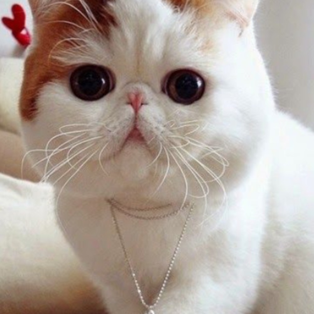 Meet your Posher, Golbarg