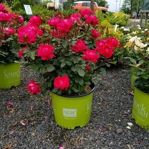 Meet your Posher, Mare