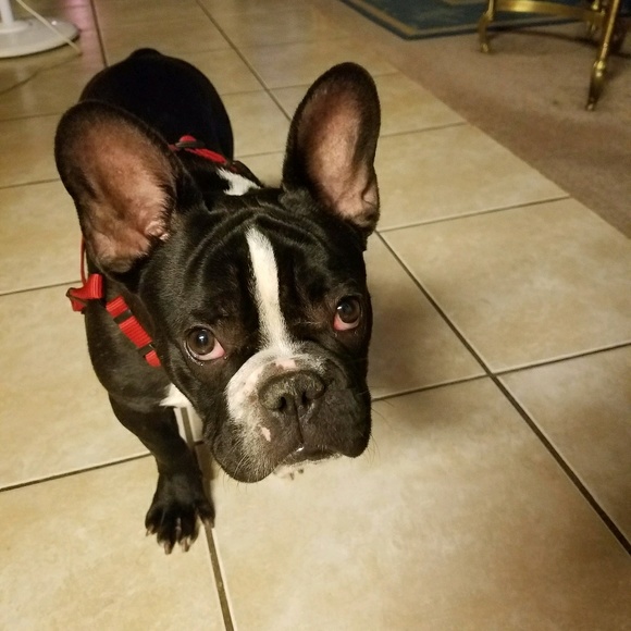 Meet your Posher, Cheryl - Picture 1 of 1