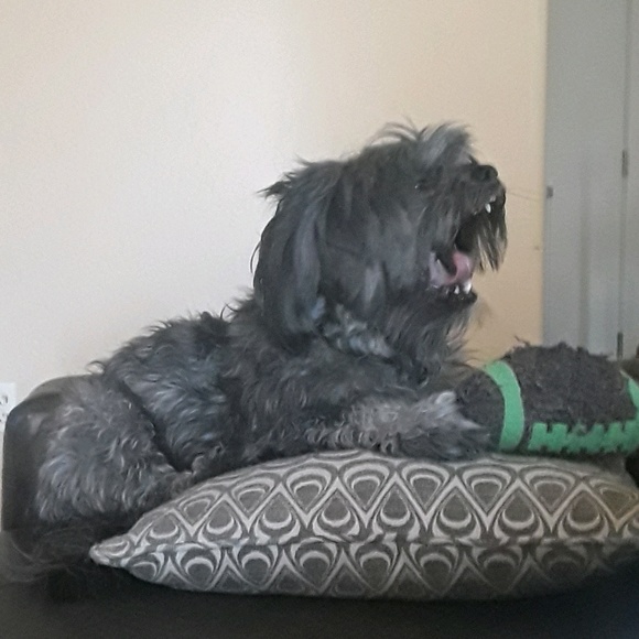 Meet your Posher, Bianca - Picture 1 of 1