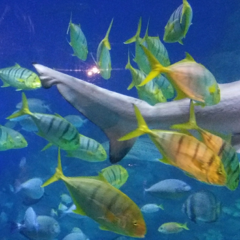 Meet your Posher, Julaine