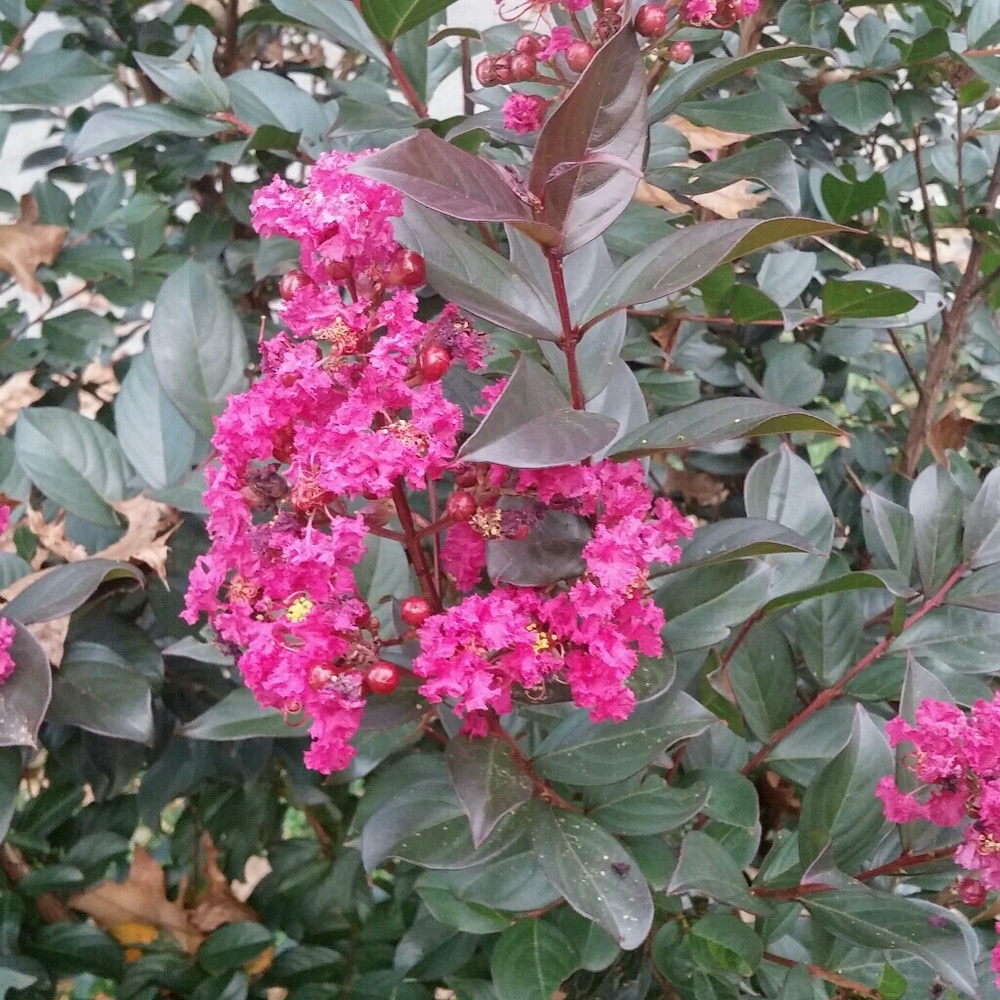 Meet your Posher, Ih