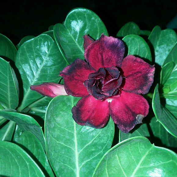 Meet your Posher, Blanca - Picture 1 of 1