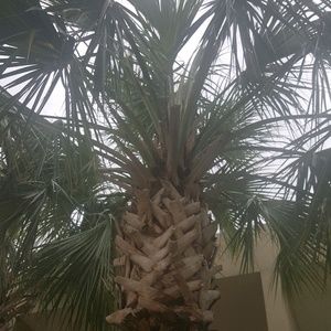 Meet your Posher, Sonya