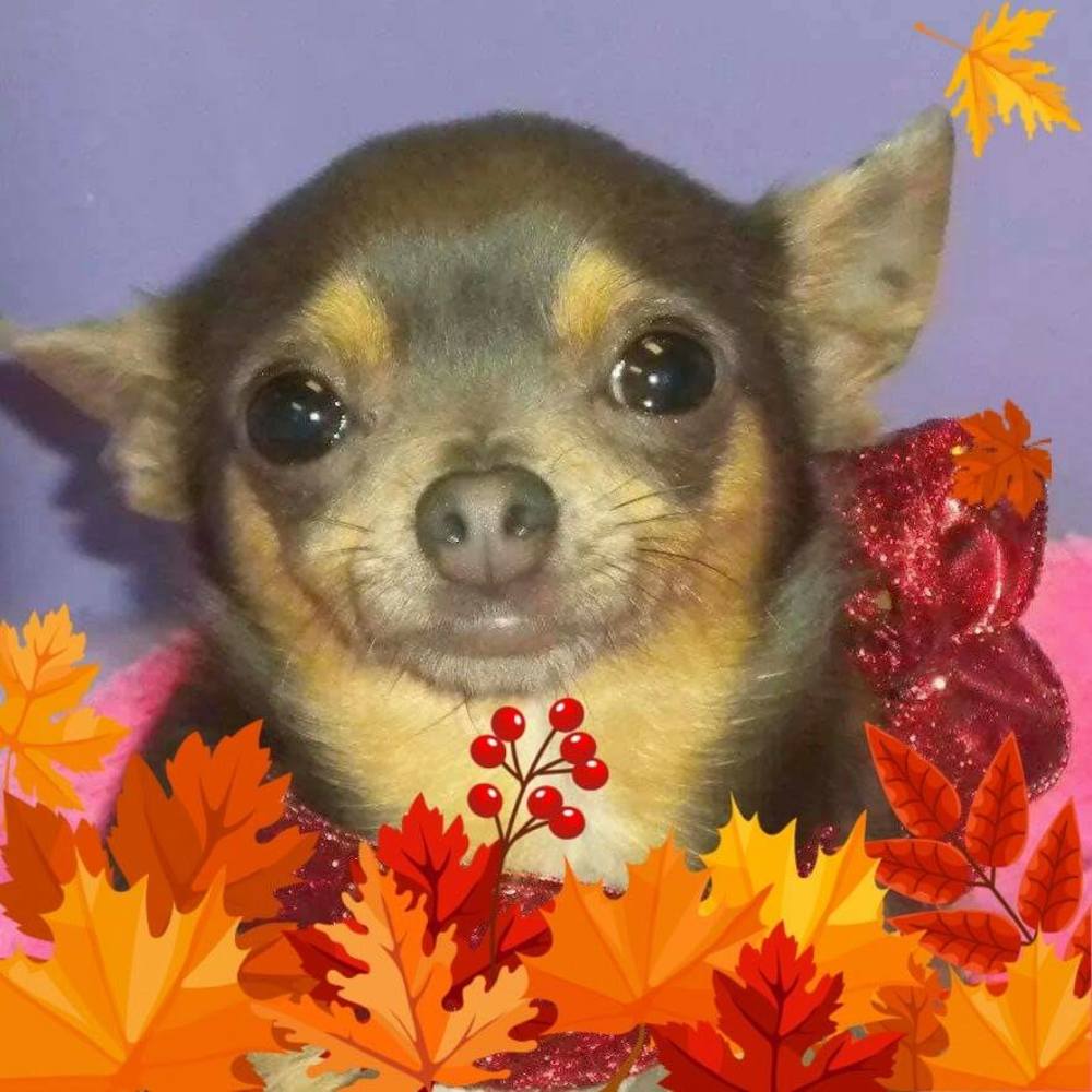 Meet your Posher, Tracey