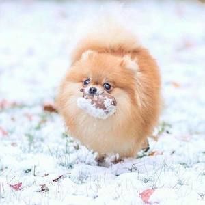 Meet your Posher, Slient