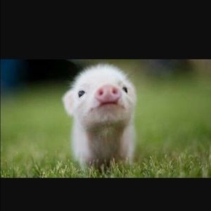 Meet your Posher, Claudia