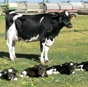 Meet your Posher, Donna