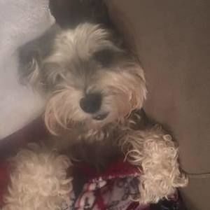 Meet your Posher, Wendy